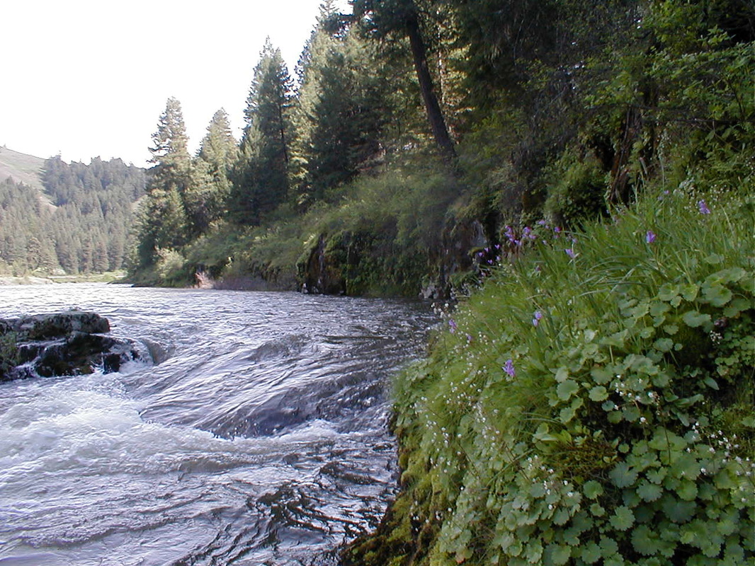 Streams/Rivers - Freshwater Biomes
